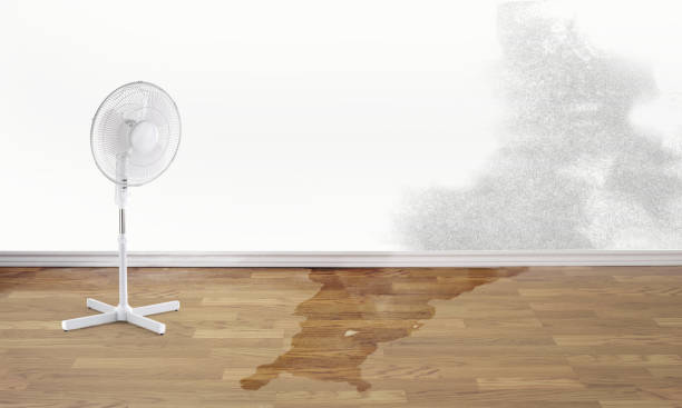 Best Professional water damage repair  in Lambert, MS