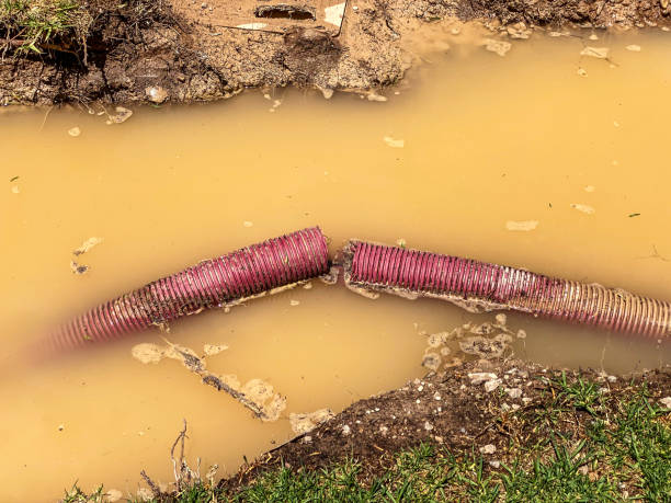 Best Carpet water damage restoration  in Lambert, MS